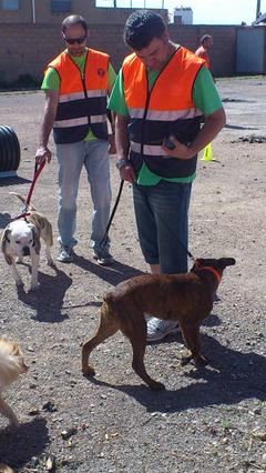Proteccin Civil impulsa una unidad canina de bsqueda y rescate de vctimas entre los voluntarios de la agrupacin_2