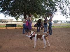 Socialitzaci per a gossos en els parcs canins_2