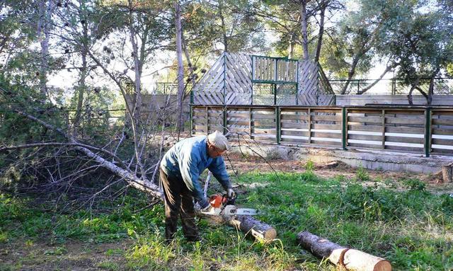 Tala de pinos afectados por el 'tomicus destruens' en Santa Quitria