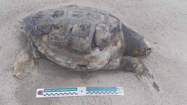 Exemplar de tortuga bova mort trobat a la desembocadura del Millars