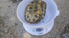 Campanya de seguiment i control de tortugues d'aigua dola al Millars