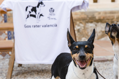 Recepci oficial pel reconeixement internacional del gos rater valenci _3