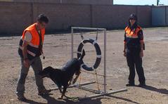Protección Civil impulsa una unidad canina de búsqueda y rescate de víctimas entre los voluntarios de la agrupación_1