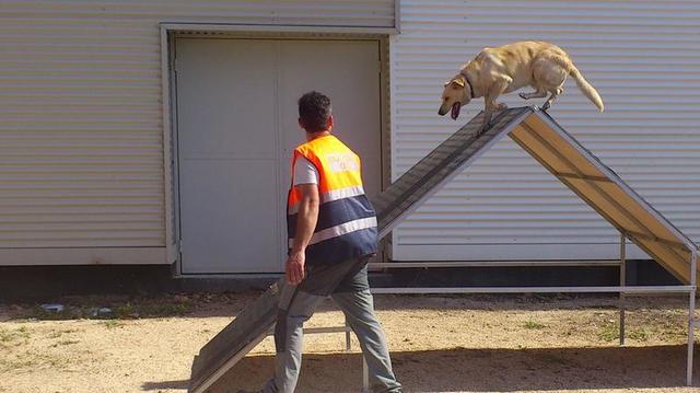 Proteccin Civil impulsa una unidad canina de bsqueda y rescate de vctimas entre los voluntarios de la agrupacin_4