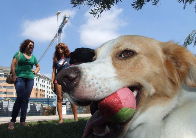 Visita al futuro parque canino de la avenida Grecia