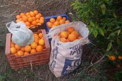 Naranjas recuperadas