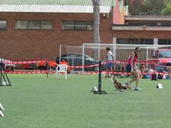V y VI pruebas de Agility. Fiestas de la Mare de Du de Grcia 2014_1