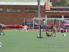 V y VI pruebas de Agility. Fiestas de la Mare de Du de Grcia 2014_1