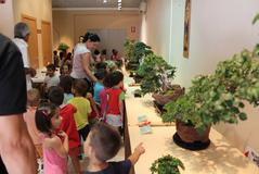 Exposición de bonsáis. Fiestas de la Mare de Déu de Gràcia 2014_1