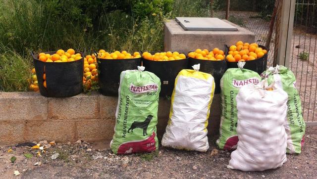 Naranjas recuperadas por la Polica Local