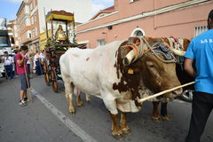 Romeria del Roco al Termet_4