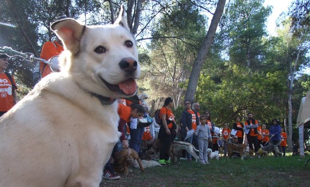 Marcha solidaria canina_2