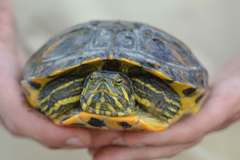Control de tortugas invasoras en el Mijares