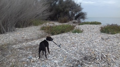 Gossos abandonats a la desembocadura del Millars_1