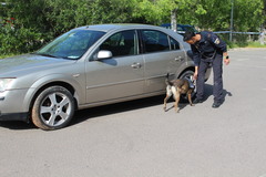 II Campeonato de perros detectores de sustancias_5