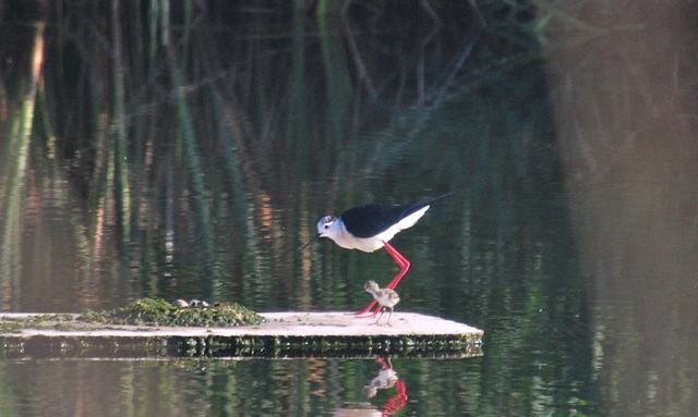 Avifauna en el ro Mijares