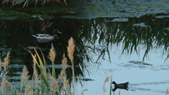 Avifauna en el ro Mijares_2