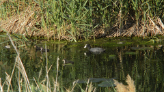 Avifauna en el riu Millars_3