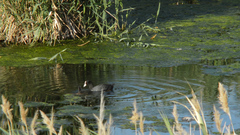 Avifauna en el riu Millars_4