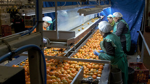 Formacin para el empleo - Manipulador de alimentos hortofrutcolas