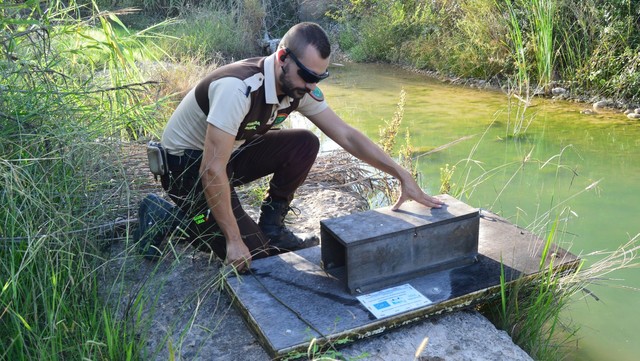 Trampas para visones en el Mijares_1