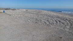 Rodaments illegals en la platja de la Gola Sud