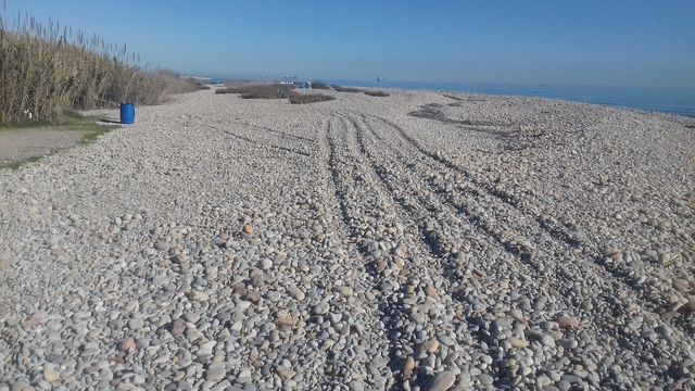 Rodaments illegals en la platja de la Gola Sud_1