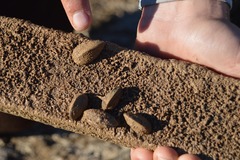 Presencia de mejilln zebra en el Mijares