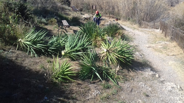 Retirada de flora extica del Mijares