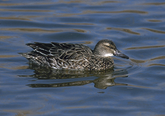 Xarrasclet. Foto: SEO Birdlife