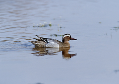 Cerceta carretona. Foto: SEO Birdlife_1