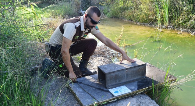 Captura de visn americano en el Mijares