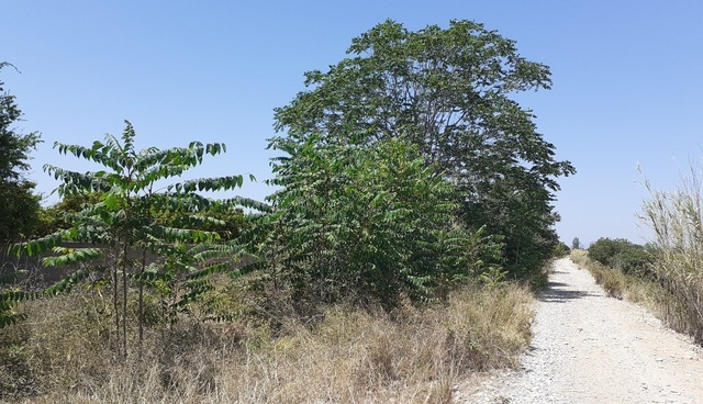 Ailantos en el Mijares