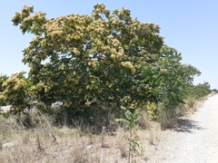 Ailantos en el Mijares_1