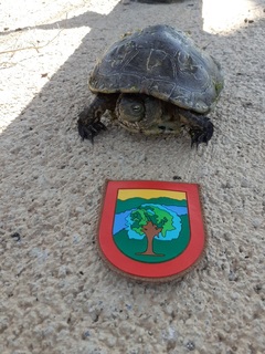 Tortuga en el Mijares