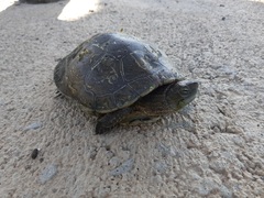 Tortuga en el Mijares_1