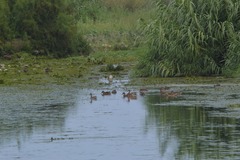 Caudal del Mijares 