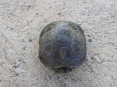 Tortugas localizadas en el Mijares_1