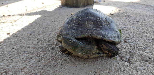 Tortugas localizadas en el Mijares_2