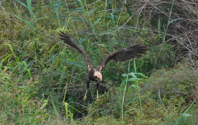 Aguilucho lagunero en el Mijares. FOTO: Miquel Barber