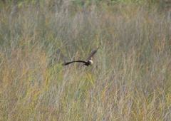 Aguilucho lagunero en el Mijares. FOTO: Miquel Barber_1