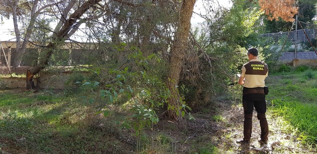 Plaga de Tomicus en el Mijares