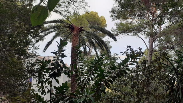 Palmera afectada pel morrut roig 