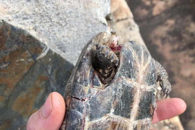 Exemplar de tortuga de rierol trobada al paisatge protegit del Millars