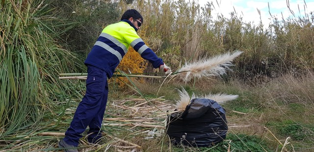 El servicio de mantenimiento del Consorcio del ro Mijares retira los plumeros de la pampa 