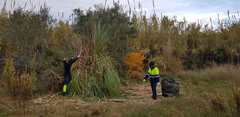 El servicio de mantenimiento del Consorcio del ro Mijares retira los plumeros de la pampa _1