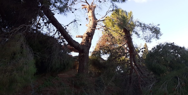 Arbres afectats pel vent al paisatge protegit del Millars