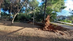 rboles afectados por el viento en el paisaje protegido del Mijares_1