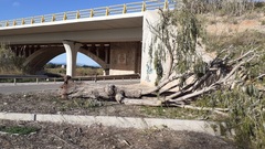 rboles afectados por el viento en el paisaje protegido del Mijares_2