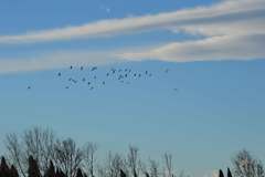 Cormorans censats al paisatge protegit del Millars_1